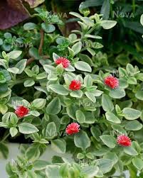 Image result for Oxyanthus goetzei