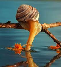 Check spelling or type a new query. Koleksi Gambar Siput Babi Yang Sangat Comel Dan Menakjubkan Cisdel Com