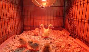 Providing them a warm environment is one of the essentials when it comes to keeping aquatic turtles. Tips For Raising Ducklings Without A Heat Lamp Farmhouse Guide