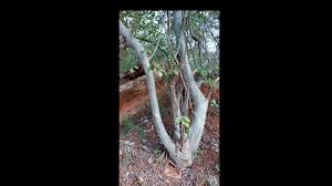 Image result for Ochna gambleoides