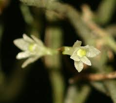 Image result for Solenangis