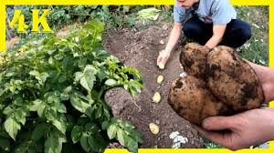 Wann die vorgekeimten kartoffeln gepflanzt werden können, hängt einerseits von der kartoffelsorte und bei frühen sorten auch von der gekeimte kartoffeln anschließend in diese furchen setzen. Kartoffeln Legen Im August Sommer Kartoffelexperiment Mit Einer Uberraschenden Ernte Im November Youtube