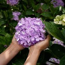 Image result for Hydrangea