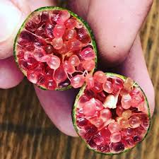 You don't have to live in the tropics to enjoy having the infamous bartender's lime. Citrus Australasica Finger Lime Plant Qld Only Herbalistics