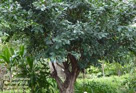 Image result for Ficus craterostoma
