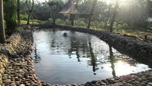 Check spelling or type a new query. Kampung Flory Desa Wisata Tanaman Hias Dan Kolam Terapi Ikan