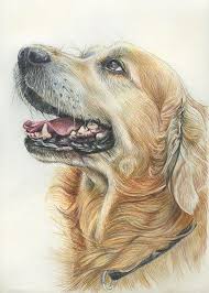 Dog Training Teach Your Dog Dog Learning Dog Tips Dog Hacks Doghacks Golden Retriever Drawing Golden Retriever Art Golden Retriever Painting