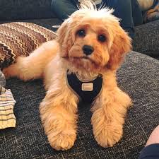 Cavapoos For Sale In The Uk Buy A Cavapoo Raffles Cockapoos