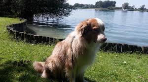 Urlaub Mit Hund Bodenseeferien De