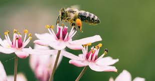 Pollen is collected by bees and consumed as food. Honey Plants And Flowers That Attract Honey Bees Beekeeping Insider