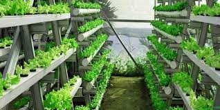 Dengan kedua sistem hidroponik tersebut, produksi kangkung hidroponik lebih bisa tertarget. 7 Cara Menanam Kangkung Hidroponik Dengan Modal Kecil Mudah Dilakukan Merdeka Com