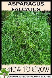 Image result for Asparagus falcatus