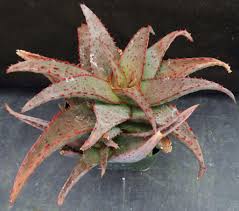 Image result for Aloe carnea