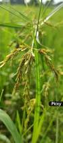 Image result for Scirpus pendulus