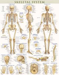 How to draw human anatomy part 2 | bone first, muscle second. Skeletal System Poster Laminated Bar Charts 9781423220671