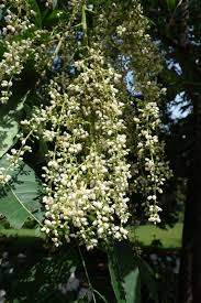 Image result for Toona