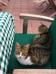 Gamze Adli Kullanicinin Kahve Dunyam Panosundaki Pin Manzara Fotografciligi Kedi Fotografcilik