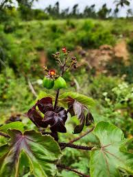Image result for Jatropha curcas