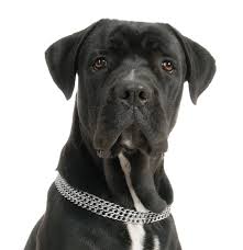 It's also free to list your available puppies and litters on our site. Bullmastiff Puppies For Sale Adoptapet Com