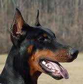 Cropping Docking Dew Claws Akc Doberman Pinschers For