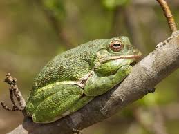 Image result for Hippocratea graciliflora