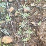 Image result for Hypertelis cerviana