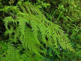 Image result for Odontosoria