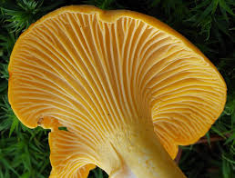 Check spelling or type a new query. Chanterelle Wikipedia