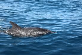 Image result for Faroa affinis