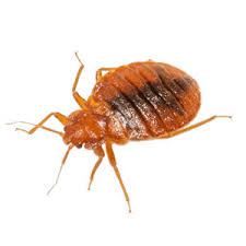 bed bug pest control dakota washington anoka county mn