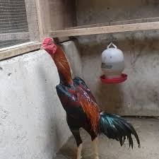 Jual Ayam Trah Shamo Import Tapos Djolali Cemani Tokopedia
