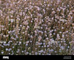 Image result for Tridax