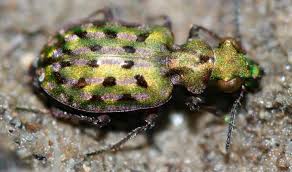 Image result for Delta Green 1968 Beetle