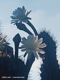 Image result for Cereus jamacaru