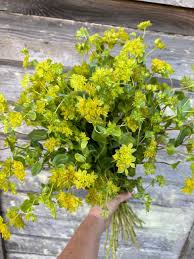 Image result for Bupleurum rotundifolium