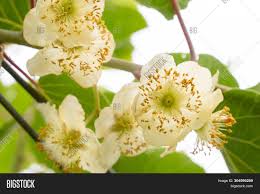 Maybe you would like to learn more about one of these? Kiwi Male Flower On Image Photo Free Trial Bigstock