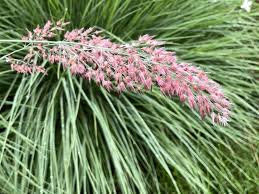 Image result for Melinis nerviglumis