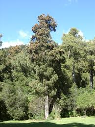 Image result for Huperzia dacrydioides