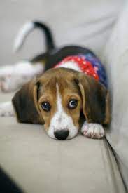 my baby girl dogs beagles kaufmannspuppy bigl porody sobak sobachki