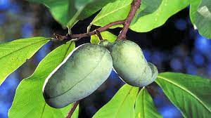 Maybe you would like to learn more about one of these? The Pawpaw Fruit Or Appalachian Banana Is America S Best Kept Secret