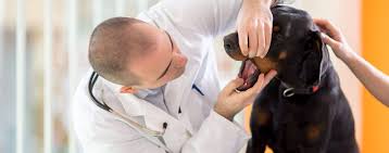 Primary liver cancer usually affects older dogs, but that does not mean it can't affect younger dogs. Can Dogs Get A Sore Throat Wag
