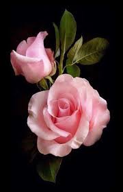 1916 28th st, lubbock (tx), 79411, united states. Lucila Leos Obituary Lubbock Tx
