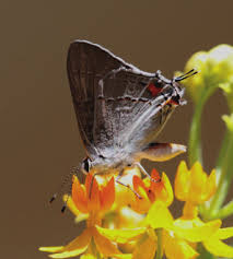 Image result for Satyrium buchananii