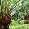 Adalah mandor yang mengepalai beberapa mandor kebun. 160