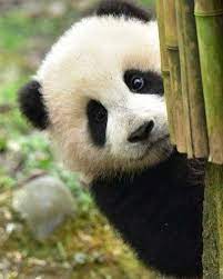 9 604 次赞 117 条评论 panda vibes panda vibes 在 instagram 发布 what up hoomans panda bear panda cute panda