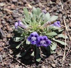 Image result for Aptosimum marlothii