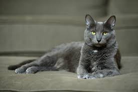 Looking at your cat's zodiac sign is a fun way to get a glimpse into why they perhaps act the way they do. Breed Of Cat You Should Adopt Based On Your Zodiac Sign