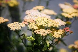 We did not find results for: Why Garden With California Native Plants Tips From Dwr Landscape Architect Cassandra Musto