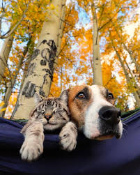 Maybe you would like to learn more about one of these? Homeward Bound Pets Keep It Local Mac