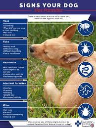 Fleas are fast, but you may be able to see them by pulling their hair back and looking at the skin in different places. Veterinary Clinic Phoenix Parasites And Your Dog